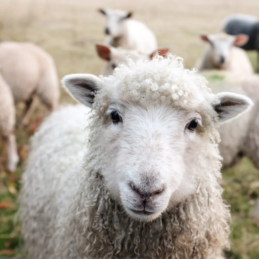 BBK sponsort Stichting Edese Schaapskudde